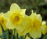 Daffodil 8R86D-06